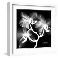 Xray Orchid-Albert Koetsier-Framed Art Print