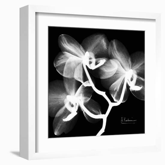 Xray Orchid-Albert Koetsier-Framed Art Print