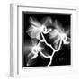 Xray Orchid-Albert Koetsier-Framed Art Print