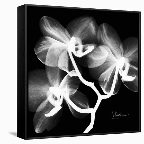 Xray Orchid-Albert Koetsier-Framed Stretched Canvas