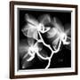 Xray Orchid-Albert Koetsier-Framed Art Print