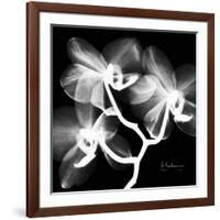 Xray Orchid-Albert Koetsier-Framed Art Print