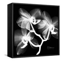 Xray Orchid-Albert Koetsier-Framed Stretched Canvas