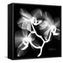 Xray Orchid-Albert Koetsier-Framed Stretched Canvas