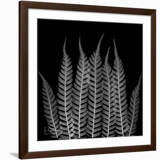 Xray Tree Fren-Albert Koetsier-Framed Art Print