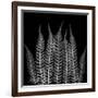 Xray Tree Fren-Albert Koetsier-Framed Art Print
