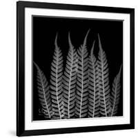 Xray Tree Fren-Albert Koetsier-Framed Art Print