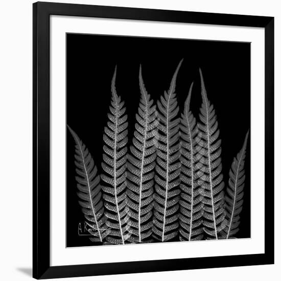 Xray Tree Fren-Albert Koetsier-Framed Art Print