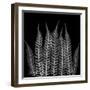 Xray Tree Fren-Albert Koetsier-Framed Art Print