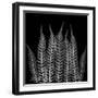 Xray Tree Fren-Albert Koetsier-Framed Art Print