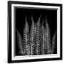 Xray Tree Fren-Albert Koetsier-Framed Premium Giclee Print