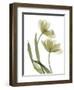Xray Tulip I-Judy Stalus-Framed Photographic Print