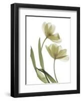 Xray Tulip I-Judy Stalus-Framed Photographic Print