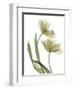 Xray Tulip I-Judy Stalus-Framed Photographic Print