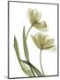 Xray Tulip I-Judy Stalus-Mounted Photographic Print