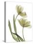 Xray Tulip I-Judy Stalus-Stretched Canvas