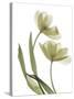 Xray Tulip I-Judy Stalus-Stretched Canvas