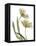 Xray Tulip I-Judy Stalus-Framed Stretched Canvas