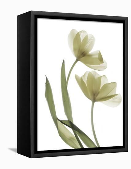 Xray Tulip I-Judy Stalus-Framed Stretched Canvas