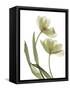 Xray Tulip I-Judy Stalus-Framed Stretched Canvas