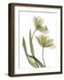 Xray Tulip I-Judy Stalus-Framed Photographic Print