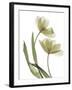 Xray Tulip I-Judy Stalus-Framed Photographic Print