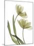 Xray Tulip I-Judy Stalus-Mounted Photographic Print