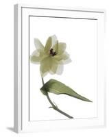 Xray Tulip II-Judy Stalus-Framed Photographic Print