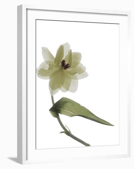 Xray Tulip II-Judy Stalus-Framed Photographic Print