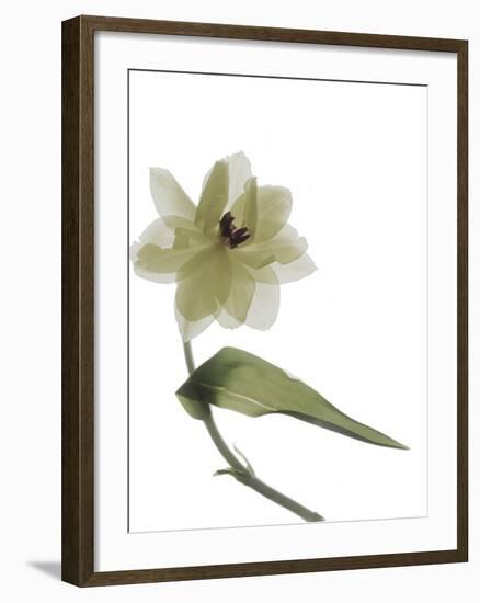 Xray Tulip II-Judy Stalus-Framed Photographic Print