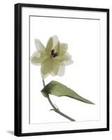 Xray Tulip II-Judy Stalus-Framed Photographic Print