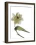 Xray Tulip II-Judy Stalus-Framed Photographic Print