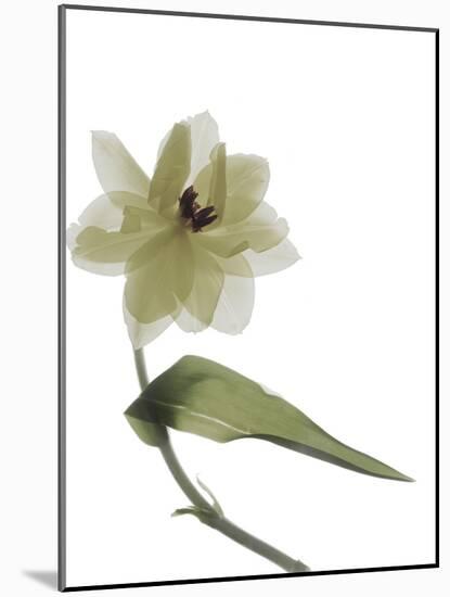 Xray Tulip II-Judy Stalus-Mounted Photographic Print