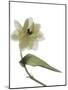 Xray Tulip II-Judy Stalus-Mounted Photographic Print