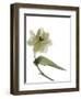 Xray Tulip II-Judy Stalus-Framed Photographic Print