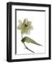 Xray Tulip II-Judy Stalus-Framed Photographic Print