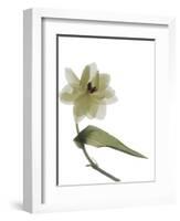 Xray Tulip II-Judy Stalus-Framed Photographic Print