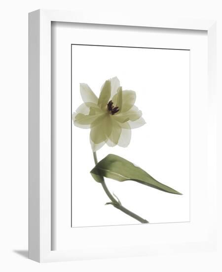 Xray Tulip II-Judy Stalus-Framed Photographic Print