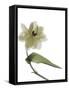 Xray Tulip II-Judy Stalus-Framed Stretched Canvas