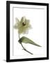 Xray Tulip II-Judy Stalus-Framed Photographic Print