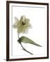 Xray Tulip II-Judy Stalus-Framed Photographic Print