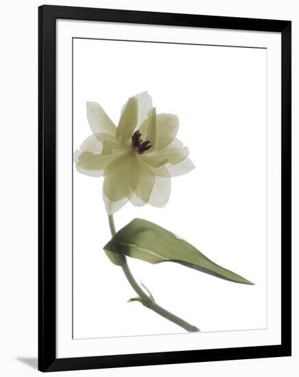 Xray Tulip II-Judy Stalus-Framed Photographic Print