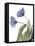 Xray Tulip III-Judy Stalus-Framed Stretched Canvas