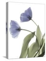 Xray Tulip III-Judy Stalus-Stretched Canvas