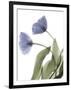 Xray Tulip III-Judy Stalus-Framed Photographic Print