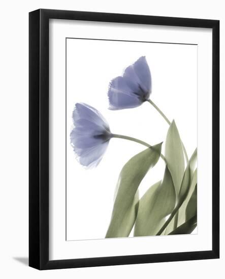 Xray Tulip III-Judy Stalus-Framed Photographic Print