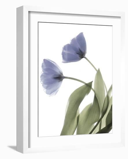 Xray Tulip III-Judy Stalus-Framed Photographic Print