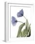 Xray Tulip III-Judy Stalus-Framed Photographic Print