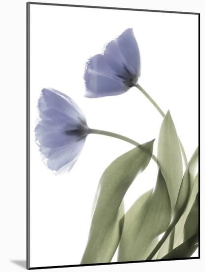 Xray Tulip III-Judy Stalus-Mounted Photographic Print