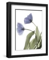 Xray Tulip III-Judy Stalus-Framed Photographic Print